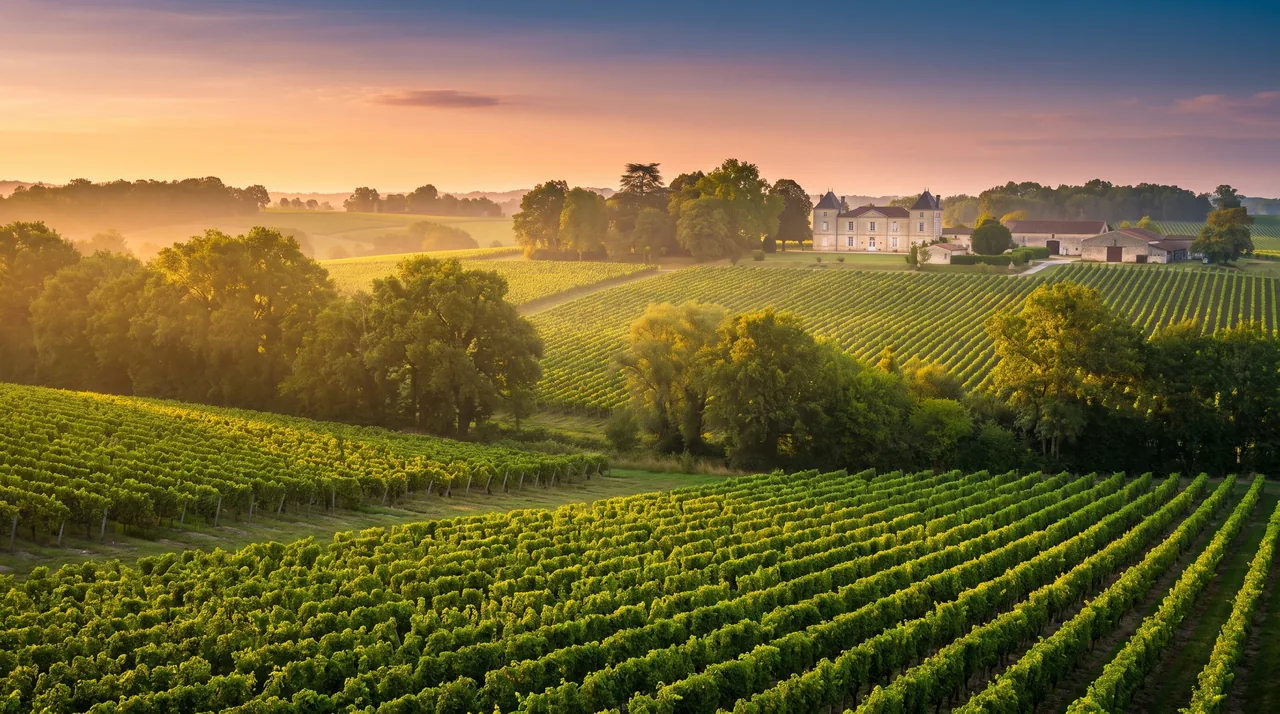 Rangs de vignes de Bordeaux sur des coteaux doux près de Virsac au soleil couchant, manoir de pierre au loin